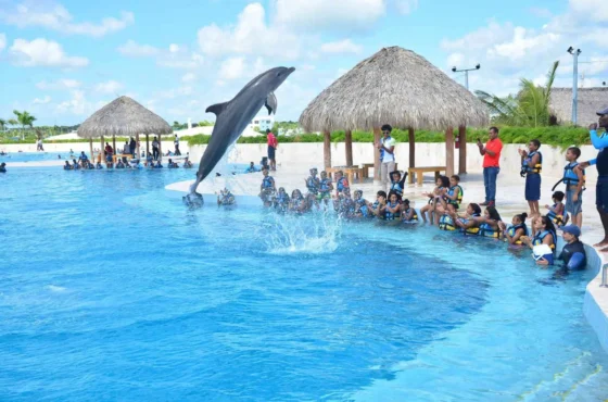 Dolphins