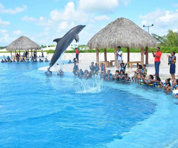 Dolphins